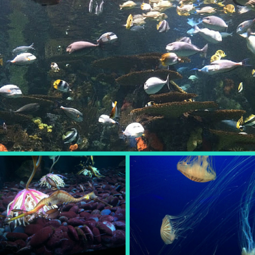 Ripley's Aquarium collage